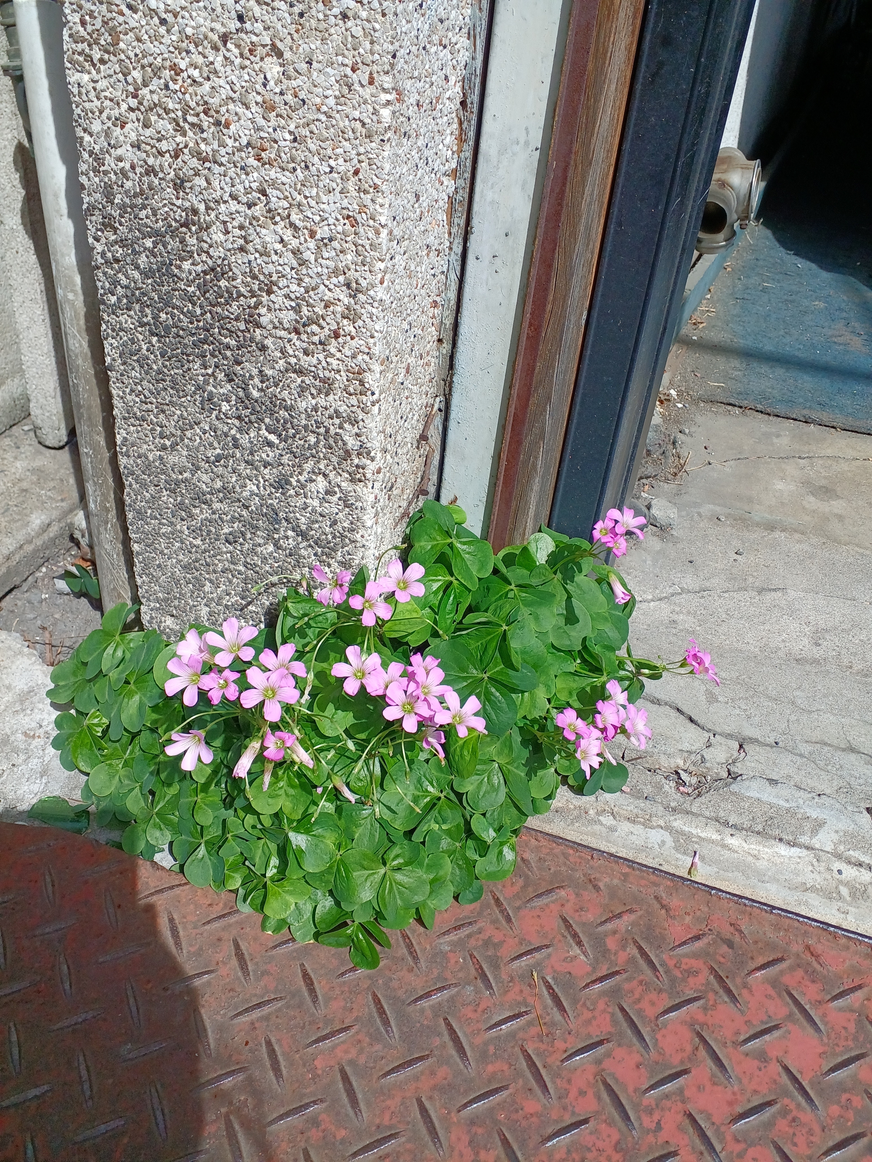 お花