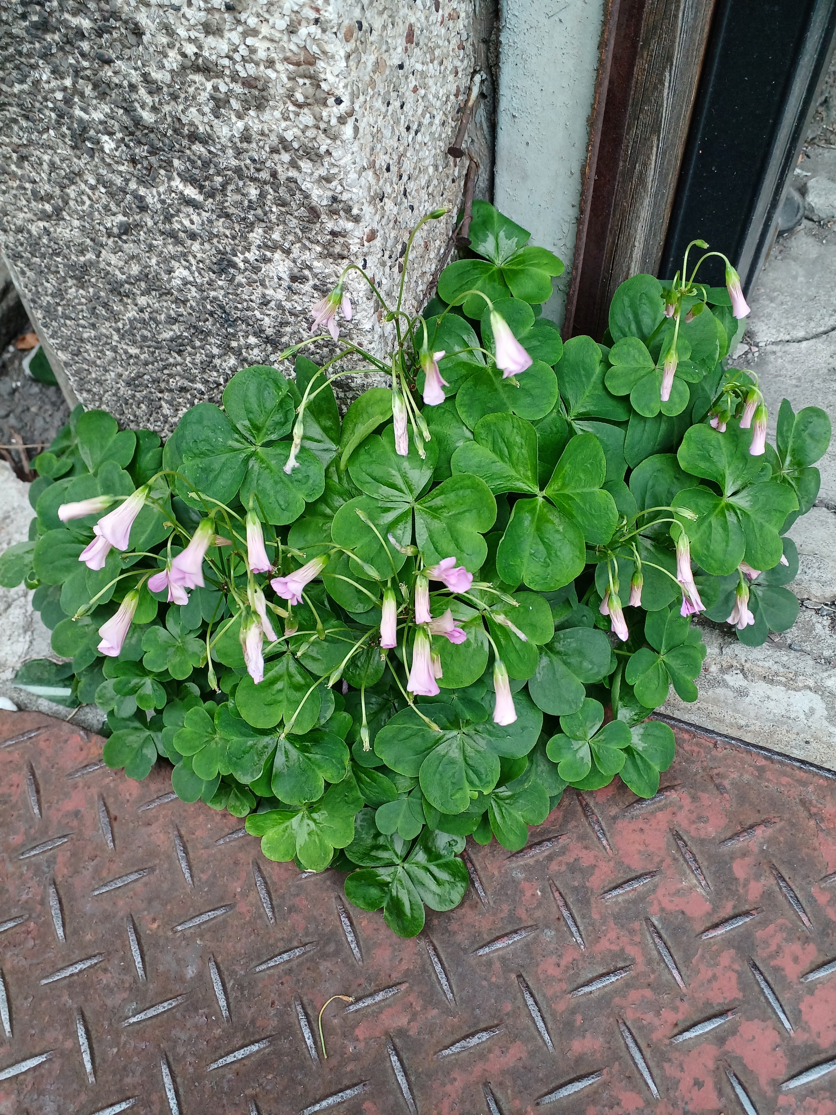 お花